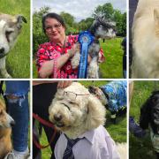 Dogs from around Ipswich arrived at Henley House on Saturday. Image: Greensleeves