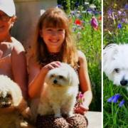 Tuppence the poodle died after eating something in Ipswich's Christchurch Park