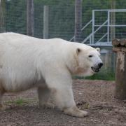 Jimmy's Farm have said they are excited to see the family reunion as Hope joins the aurora of polar bears in Suffolk