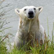 Hope the polar bear at Jimmy's Farm & Wildlife Park enjoying a swim