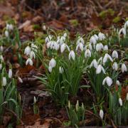 People have been paying tribute to their loved ones from all over Suffolk, including to a former a teacher, a parish councillor and a timber merchant. 