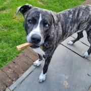 Lorde was a puppy when he was left for two weeks in a garden whilst his owner went on holiday