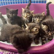 A cat and her day-old kittens were handed into an animal charity near Ipswich