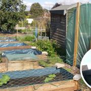 David Osben (inset) has spoken of his delight at being able to continue an allotment with the help of an 86-year-old councillor