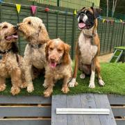 A new family-run dog daycare facility has opened in a village near Ipswich.