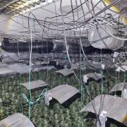 Cannabis factory found by Suffolk Police