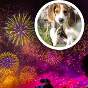 Here are some top tips to keep your dog happy around fireworks this weekend