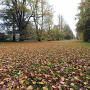 Nowton Park near Bury St Edmunds in autumn