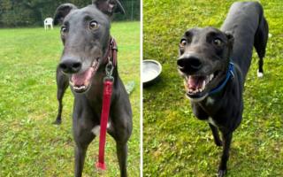 Ex-racer greyhounds are looking for their forever homes