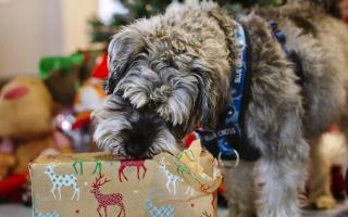 Blue Cross rehoming centre in Wherstead is hosting a Christmas fair for pets